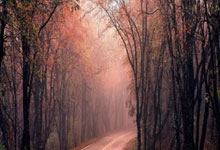 新西兰前锋克里斯-伍德受到欢迎,耐心给小球迷签名.